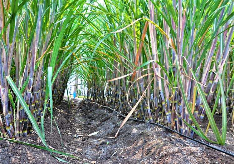 新榨季部分主产区糖料种植面积预计有所增加